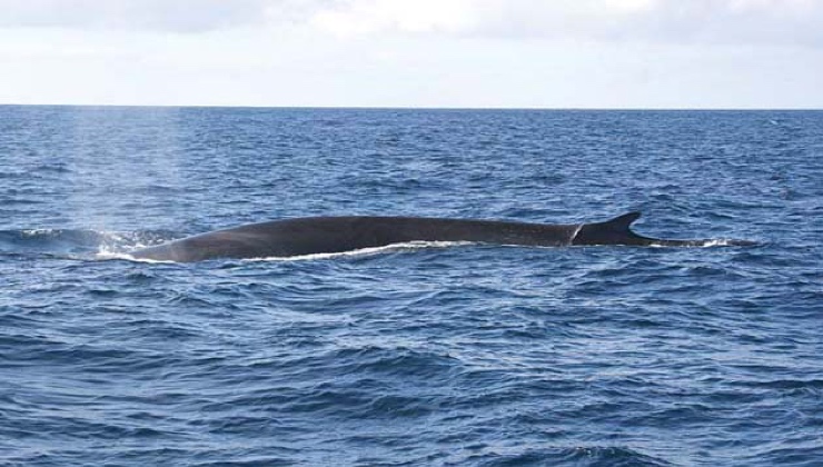 Fin whale.