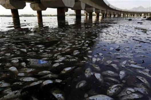 Dead fish guanabara bay_02_SW-AP_528