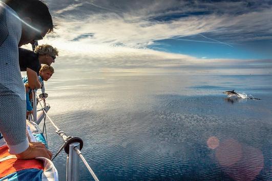 Vestas Wind nyder havblik og delfiner 531