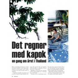 Det regner med kapok en gang om året i Thailand