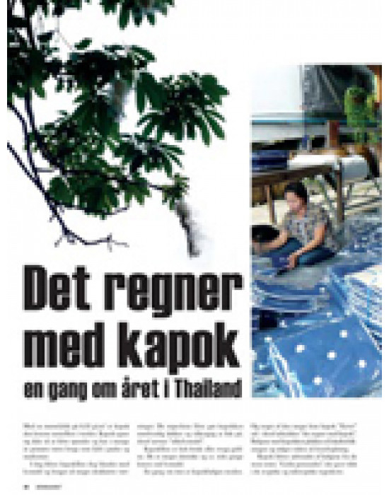 Det regner med kapok en gang om året i Thailand