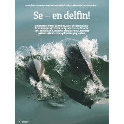 Se en delfin!